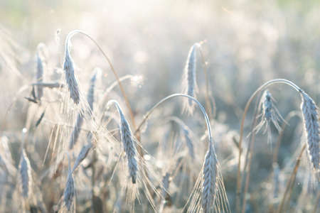 spikelets of grass in summer at sunsetの写真素材