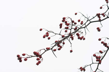 red hawthorn berries outdoors on a treeの写真素材