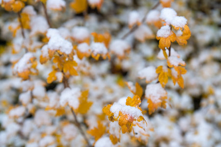 white snow on yellow leaves outsideの写真素材