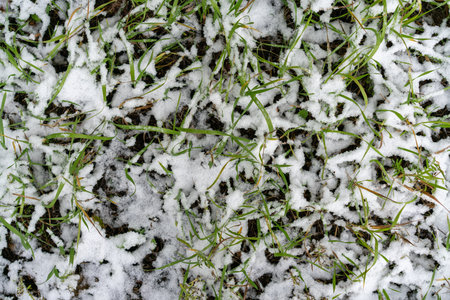 green grass covered with snow, autumnの写真素材
