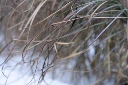 Close up of dry grass in the winter. Shallow depth of field.の写真素材