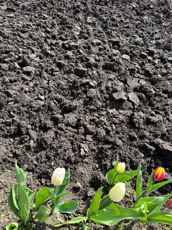 Tulips in the garden. Spring flowers. Gardening.の写真素材