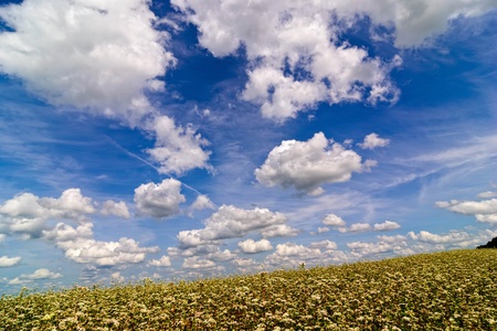 Buckwheat blossom field with blue sky and clouds. Landscape orientationの写真素材