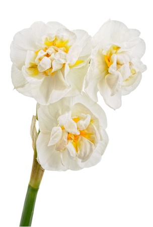 Close-up view to the narcissus on white backgroundの写真素材