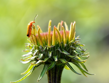 Beetle on flower headの写真素材