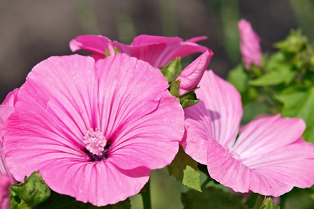 Close-up view to blooming pink Hollyhocks (alcea rugosa), popular garden ornamental plants.の写真素材