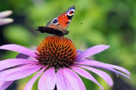 Close-up view to a butterfly sitting on a flowerの写真素材