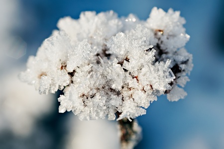Beautiful brightly lit frost pattern on plantの写真素材
