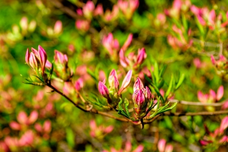 Close-up view to blooming rhododendron (Japanese Azalea or Rhododendron japonicum). Shallow DOFの写真素材