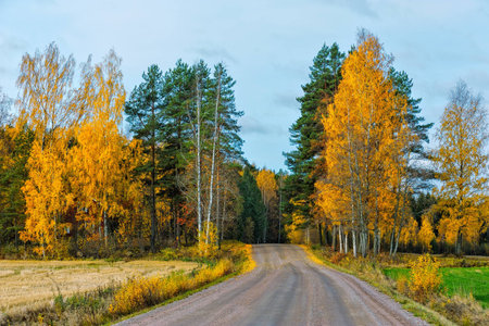 Back country road with bright colored leaves.の写真素材
