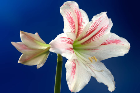 Close-up view to blooming amarillis (hippeastrum)の写真素材