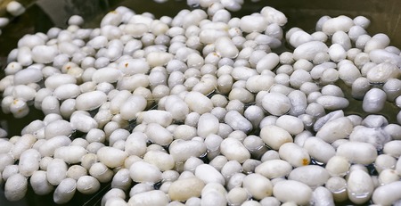 Boiling cocoons at the production line. Denizli,Turkey