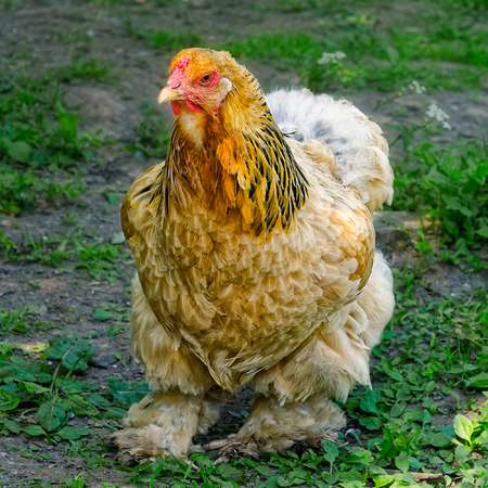 Brown bantam booted hen with legs covered with feathers on the farmの写真素材