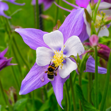 Close-up view to Aquilegia (common names: Grannyの写真素材