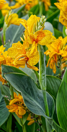 Close-up view to blooming yellow tiger Canna (or canna lily, although not a true lily)の写真素材