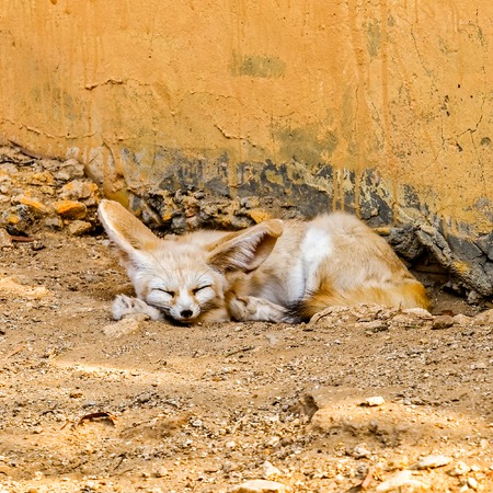 Fennec or desert fox asleep against a wallの写真素材