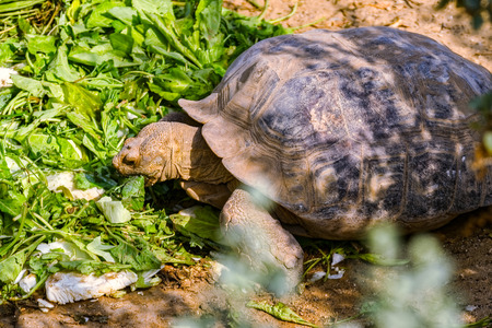 A large turtle eating the vegetableの写真素材