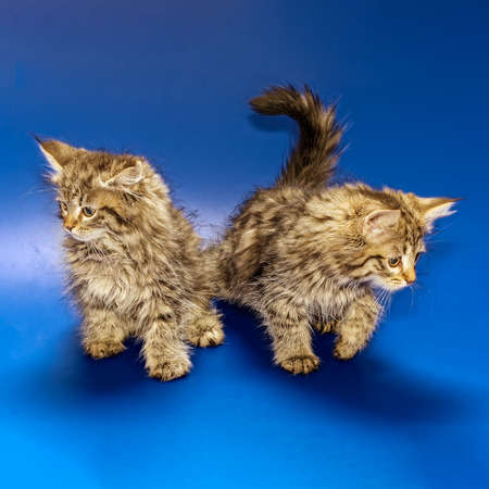 Silver long haired Siberian kittens on blue backgroundの写真素材