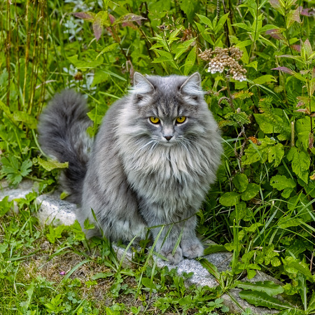 Cute fluffy grey kitten with yellow eyesの写真素材