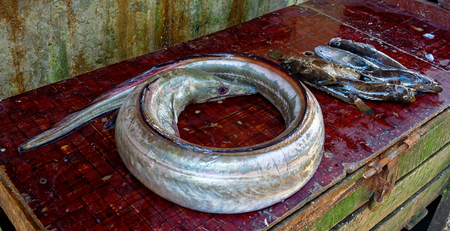 Raw fresh fish at a Kivukoni fish market in Tanzaniaの写真素材