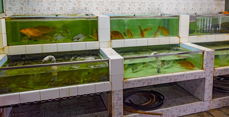 Fresh fish and shellfish in fish tank at chinese seafood restaurantの写真素材