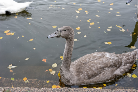 Black swans (Cygnus atratus) swimming in autumn lake. Aulanko Nature Reserve, Finlandの写真素材