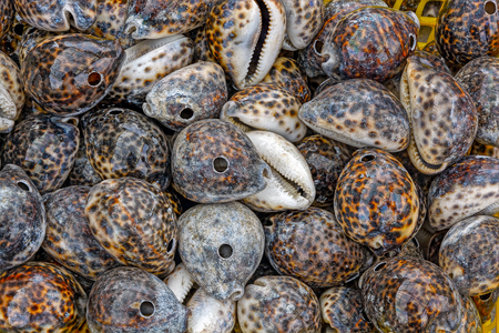 Close-up view to heap of exotic cowrie shells with holesの写真素材