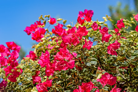 Pink bougainvillea flowers on blue sky background