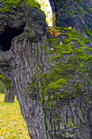 Close up view to the falling leaves and the bark of an old lime tree.の写真素材