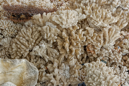 Close-up view to dried coral pattern.の写真素材