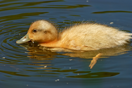 Little duckling swimming on the forest lake water with a nice reflection and ripples in the waterの写真素材