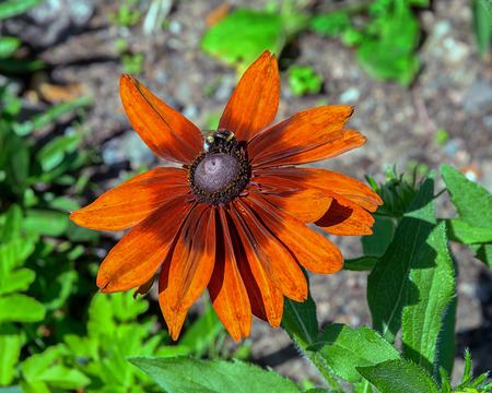 Honey bee on orange flower head of rudbeckia or black-eyed susan collect nectar and polinate...