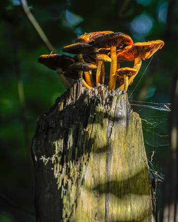 Close-up view of a lot of honey fungus (Armillaria mellea) growing on an tree trunk in the forest.の写真素材