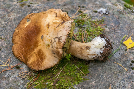 Close-up view of penny bun edible mushroom (Boletus edulis) on the natural stone background. Selective focus with shallow depth of field.の写真素材