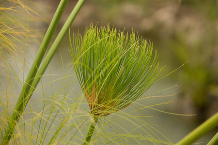 exotic flowersの写真素材
