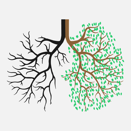 Human lungs. Respiratory system. The appearance of healthy and light lungs.Vector illustrationのイラスト素材