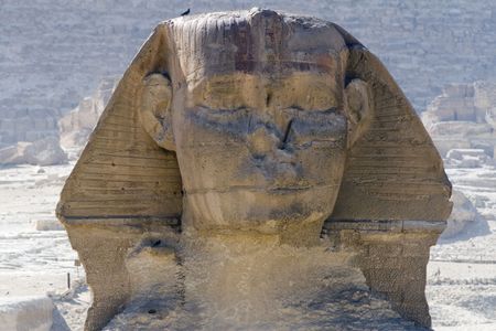 Head of a sphynx - close up