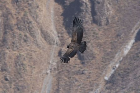 flight of condor in Colca canyon, Peru