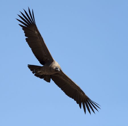 flight of condor in Colca canyon, Peru