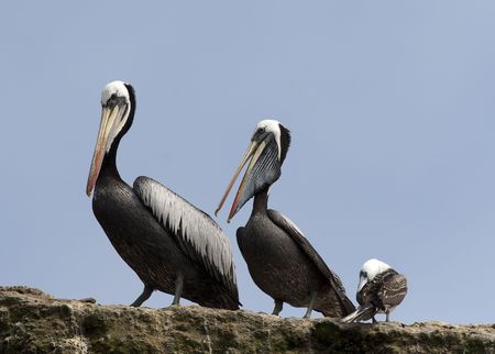Pelicans resting on the rocks near seagullの写真素材