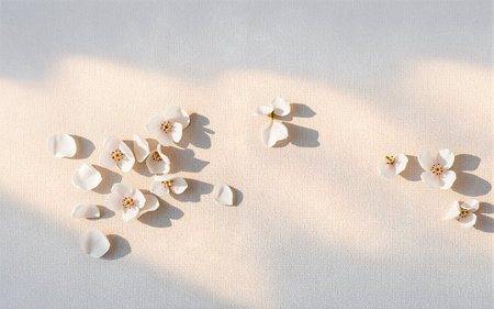 White orchids on white background. Flat lay, top view.の素材