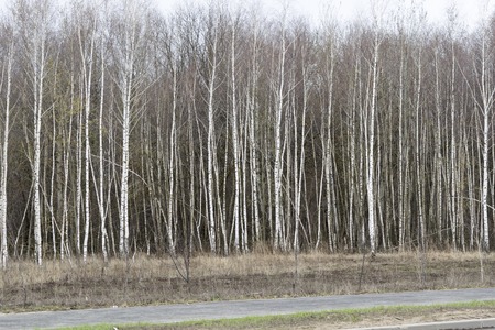 Birch grove near the roadの写真素材
