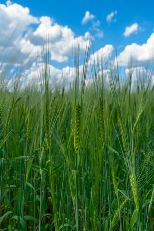 View blue cloudy sky from the bottom up from the dense thickets of green ears of rye in a field on a summer dayの写真素材