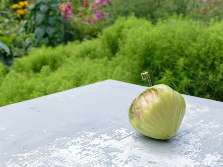 Green ripe tomato, rotten on the one hand, rests on a metal table.の写真素材