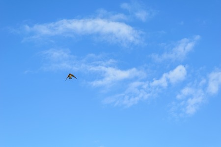 Swift in small cloudy blue skyの写真素材