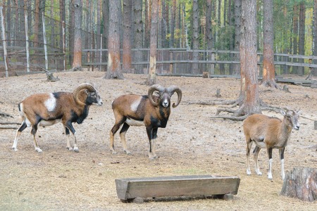 Muflons (ovis gmelini, ovis orientalis) in the forestの写真素材