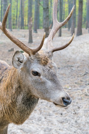Head of a large deer with horns, who walks in the woods.の写真素材
