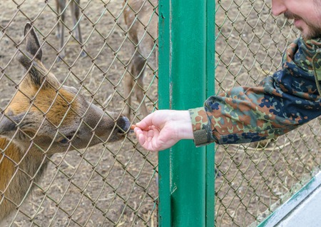 Man stretched out his hand with a carrot and feeding deer in the zoo.の写真素材