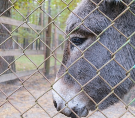 Head of donkey behind bars in a zooの写真素材