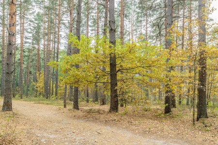 autumn pine forestの写真素材